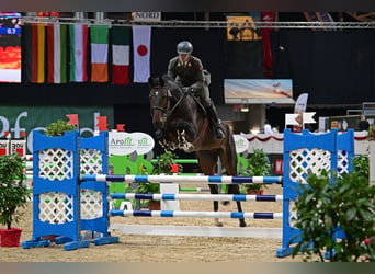 Oldenburgo, Caballo castrado, 8 años, 178 cm, Castaño oscuro