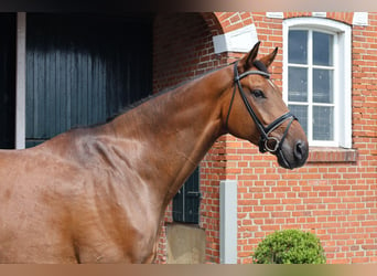 Oldenburgo, Caballo castrado, 8 años, 179 cm, Castaño