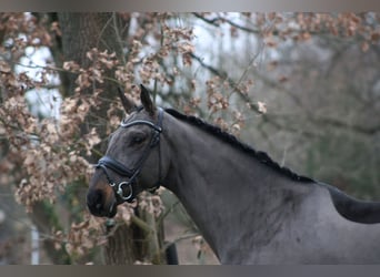 Oldenburgo, Caballo castrado, 8 años, 179 cm, Castaño oscuro