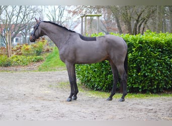 Oldenburgo, Caballo castrado, 8 años, 179 cm, Castaño oscuro