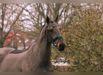 Oldenburgo, Caballo castrado, 8 años, 179 cm, Castaño oscuro