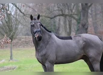 Oldenburgo, Caballo castrado, 8 años, 179 cm, Castaño oscuro