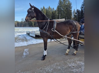 Oldenburgo, Caballo castrado, 8 años, 179 cm, Castaño oscuro