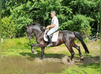 Oldenburgo, Caballo castrado, 8 años, 179 cm, Negro