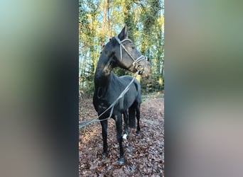 Oldenburgo, Caballo castrado, 8 años, 179 cm, Negro