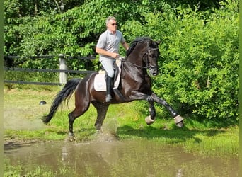 Oldenburgo, Caballo castrado, 8 años, 179 cm, Negro