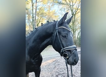 Oldenburgo, Caballo castrado, 8 años, 179 cm, Negro