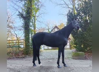 Oldenburgo, Caballo castrado, 8 años, 179 cm, Negro