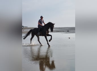 Oldenburgo, Caballo castrado, 8 años, 179 cm, Negro