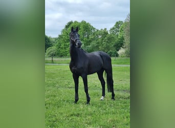 Oldenburgo, Caballo castrado, 8 años, 179 cm, Negro