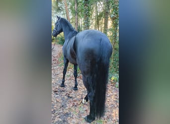 Oldenburgo, Caballo castrado, 8 años, 179 cm, Negro