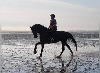 Oldenburgo, Caballo castrado, 8 años, 179 cm, Negro