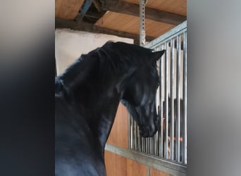 Oldenburgo, Caballo castrado, 8 años, 179 cm, Negro