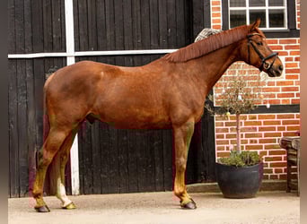 Oldenburgo, Caballo castrado, 8 años, 180 cm, Alazán-tostado