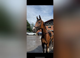 Oldenburgo, Caballo castrado, 8 años, 180 cm, Castaño