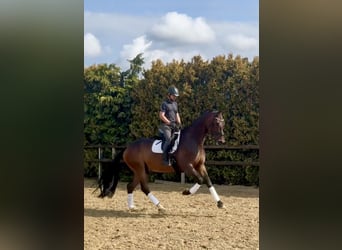 Oldenburgo, Caballo castrado, 8 años, 185 cm, Castaño oscuro