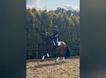 Oldenburgo, Caballo castrado, 8 años, 185 cm, Castaño oscuro