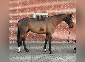 Oldenburgo, Caballo castrado, 8 años, 186 cm, Castaño