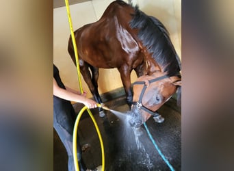 Oldenburgo, Caballo castrado, 8 años, 186 cm, Castaño