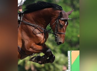 Oldenburgo, Caballo castrado, 8 años, 186 cm, Castaño