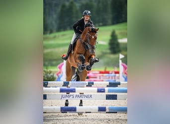 Oldenburgo, Caballo castrado, 8 años, 186 cm, Castaño