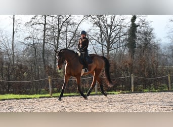 Oldenburgo, Caballo castrado, 8 años, 186 cm, Castaño