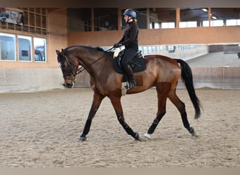 Oldenburgo, Caballo castrado, 8 años, 186 cm, Castaño