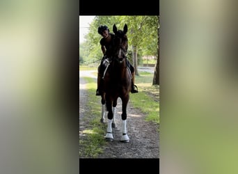 Oldenburgo, Caballo castrado, 8 años, Castaño