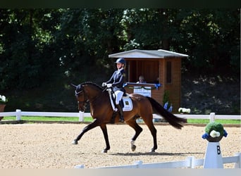 Oldenburgo, Caballo castrado, 8 años, Castaño