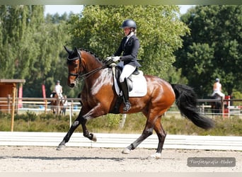 Oldenburgo, Caballo castrado, 8 años, Castaño