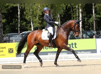 Oldenburgo, Caballo castrado, 8 años, Castaño