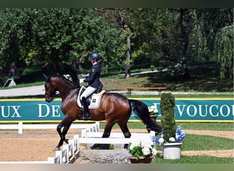 Oldenburgo, Caballo castrado, 8 años, Castaño