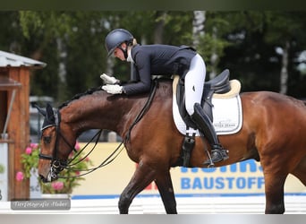 Oldenburgo, Caballo castrado, 8 años, Castaño