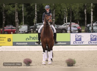 Oldenburgo, Caballo castrado, 8 años, Castaño