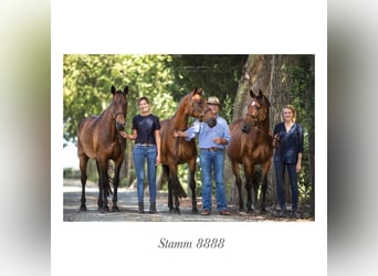 Oldenburgo, Caballo castrado, 9 años, 167 cm, Castaño