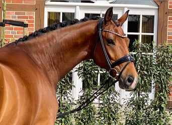 Oldenburgo, Caballo castrado, 9 años, 167 cm, Castaño