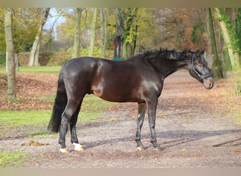 Oldenburgo, Caballo castrado, 9 años, 168 cm, Castaño oscuro