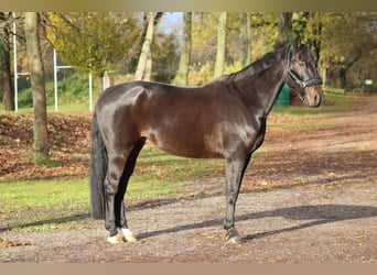 Oldenburgo, Caballo castrado, 9 años, 168 cm, Castaño oscuro