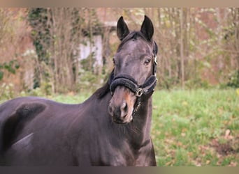 Oldenburgo, Caballo castrado, 9 años, 168 cm, Castaño oscuro