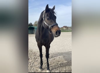 Oldenburgo, Caballo castrado, 9 años, 169 cm, Castaño oscuro