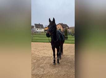 Oldenburgo, Caballo castrado, 9 años, 170 cm, Castaño oscuro