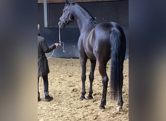 Oldenburgo, Caballo castrado, 9 años, 170 cm, Negro