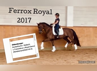 Oldenburgo, Caballo castrado, 9 años, 171 cm, Alazán-tostado