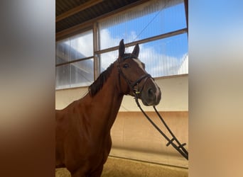 Oldenburgo, Caballo castrado, 9 años, 172 cm, Alazán-tostado