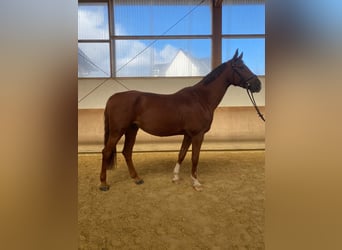 Oldenburgo, Caballo castrado, 9 años, 172 cm, Alazán-tostado