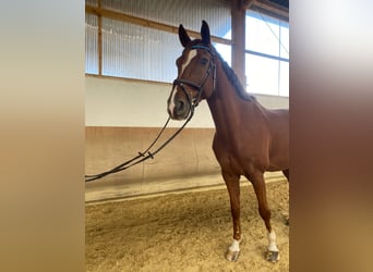 Oldenburgo, Caballo castrado, 9 años, 172 cm, Alazán-tostado