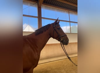 Oldenburgo, Caballo castrado, 9 años, 172 cm, Alazán-tostado