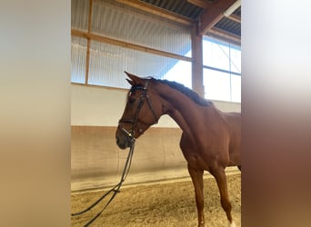 Oldenburgo, Caballo castrado, 9 años, 172 cm, Alazán-tostado