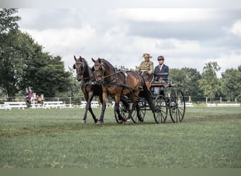Oldenburgo, Caballo castrado, 9 años, 172 cm, Castaño
