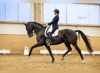 Oldenburgo, Caballo castrado, 9 años, 172 cm, Morcillo